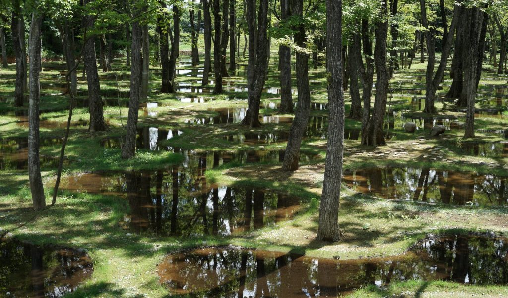 Junya Ishigami: Art Biotop Water Garden (Tochigi/Japan, 2018), Ein Wald wurde umgesiedelt und vor der Zerstörung bewahrt, so dass ein Ort von surrealer Schönheit entstanden ist, in dem man sich entspannen und verlieren kann. Foto: nikissimo Inc.