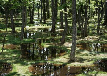 Junya Ishigami: Art Biotop Water Garden (Tochigi/Japan, 2018), Ein Wald wurde umgesiedelt und vor der Zerstörung bewahrt, so dass ein Ort von surrealer Schönheit entstanden ist, in dem man sich entspannen und verlieren kann. Foto: nikissimo Inc.